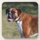 Search for bob and pam langrish Boxer