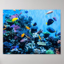 Search for aquarium posters Colourful