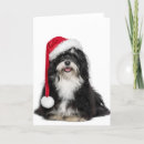 Search for havanese funny postcards Attractive