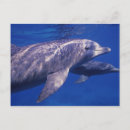 Search for riviera maya postcards Sea