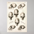 Search for scary skull posters Bones