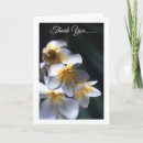 Search for frangipani cards Flora
