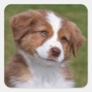 Search for australian shepherd puppy stickers Pet