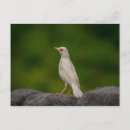 Search for rare postcards Animal