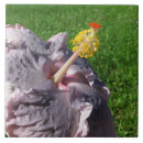 Search for hibiscus tiles Flowers