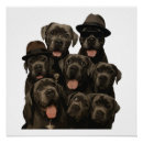 Search for cane corso posters Animal