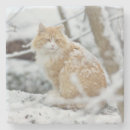 Search for tiger barware Winter