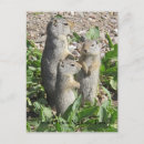 Search for ground squirrels Critter