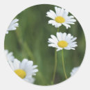 Search for chamomile flowers stickers Daisies