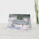 Search for white rabbit cards Animals