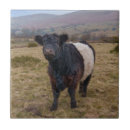 Search for belted galloway gifts Beltie