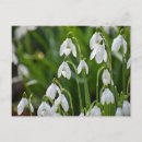 Search for happy spring postcards Flowers