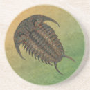 Search for evolution coasters Fossil
