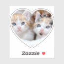 Search for kitten love stickers Pet