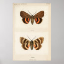 Search for vintage moth illustration posters Butterflies