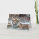 Search for bengal cat cards Wildlife