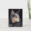 Search for acd cards Queensland heeler