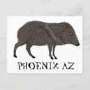 Search for phoenix postcards Southwest