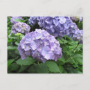 Search for flower postcards Purple