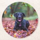 Search for black labrador coasters Animal