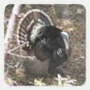 Search for wild turkey stickers Bird