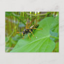 Search for yellow jackets postcards Bee