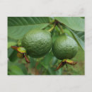 Search for guava postcards Fruit