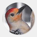 Search for belly round magnets Animals