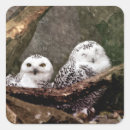 Search for two birds stickers White