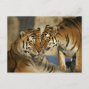 Search for affectionate postcards Animal