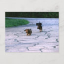 Search for miniature dachshund postcards Animal