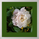 Search for delicate posters Flower