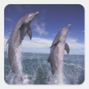 Search for bottlenose dolphin stickers Aquatic