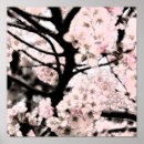 Search for sakura posters Flora