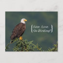 Search for eagles postcards Birding