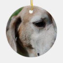 Search for old pet supplies Cute