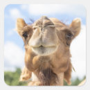 Search for hump stickers Animal