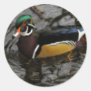 Search for wood duck stickers Colourful