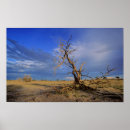 Search for acacia posters Arid