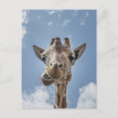 Search for herbivorous postcards Wildlife