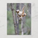 Search for monkey photos postcards Golden snub nosed monkey