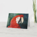 Search for pet macaw cards Pets