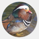 Search for mandarin stickers Duck