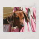 Search for miniature dachshund postcards Puppy