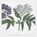 Search for fig stickers Botanical