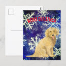 Search for golden doodle postcards Canine
