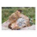 Search for marmot art Wild