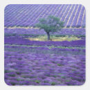 Search for lavender fields stickers Nature