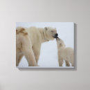 Search for bear canvas prints Walking