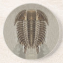 Search for fossil coasters Geology